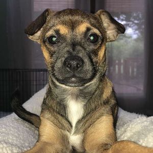 Meet your Posher, Jenny